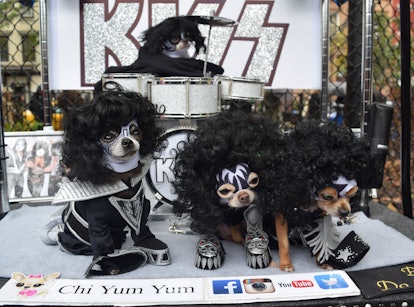Four dogs dressed in outfits inspired by the band KISS with small instruments on a stage at the Hall...