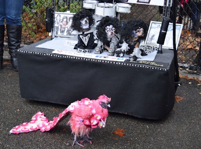 Four dogs dressed as KISS looking at a chicken dressed as a pink mermaid 