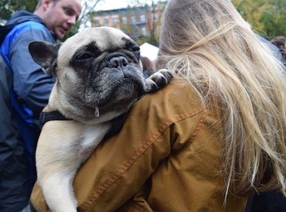 A French Bulldog held by its owner at the NYC Dog Halloween Parade 
