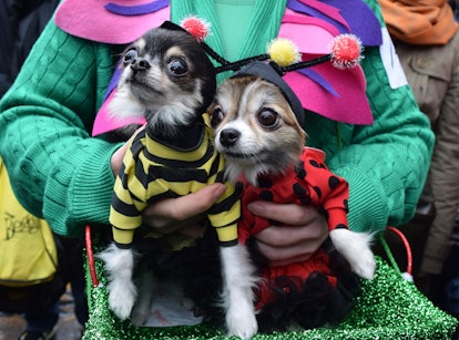 A dog dressed up as a bee and a dog dressed up as a ladybird at the NYC Dog Halloween Parade 