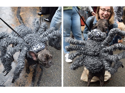 A dog dressed up as a spider at the NYC Dog Halloween Parade 