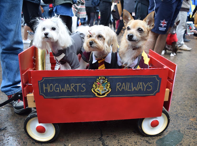 Three dogs dressed up as Harry Potter, Ron and Hermione riding on a cart with "Hogwarts Railways" on...
