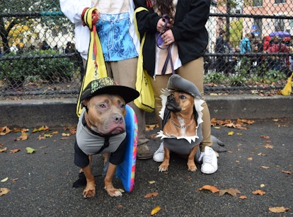 A dog dressed up as a surfer next to a dog dressed as a shark at the NYC Dog Halloween Parade 
