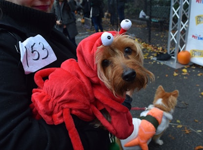 A dog dressed as Sebastian from The Little Mermaid at the NYC Dog Halloween Parade 