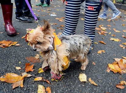 A dog dressed in pearls, a yellow bow and headpiece at the NYC Dog Halloween Parade 