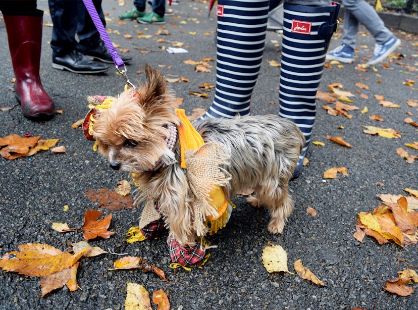 A dog dressed in pearls, a yellow bow and headpiece at the NYC Dog Halloween Parade 