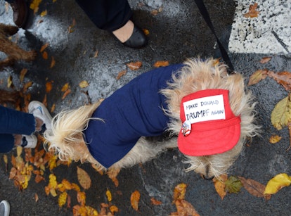 A dog dressed as Donald Trump at the Dog Halloween Parade 