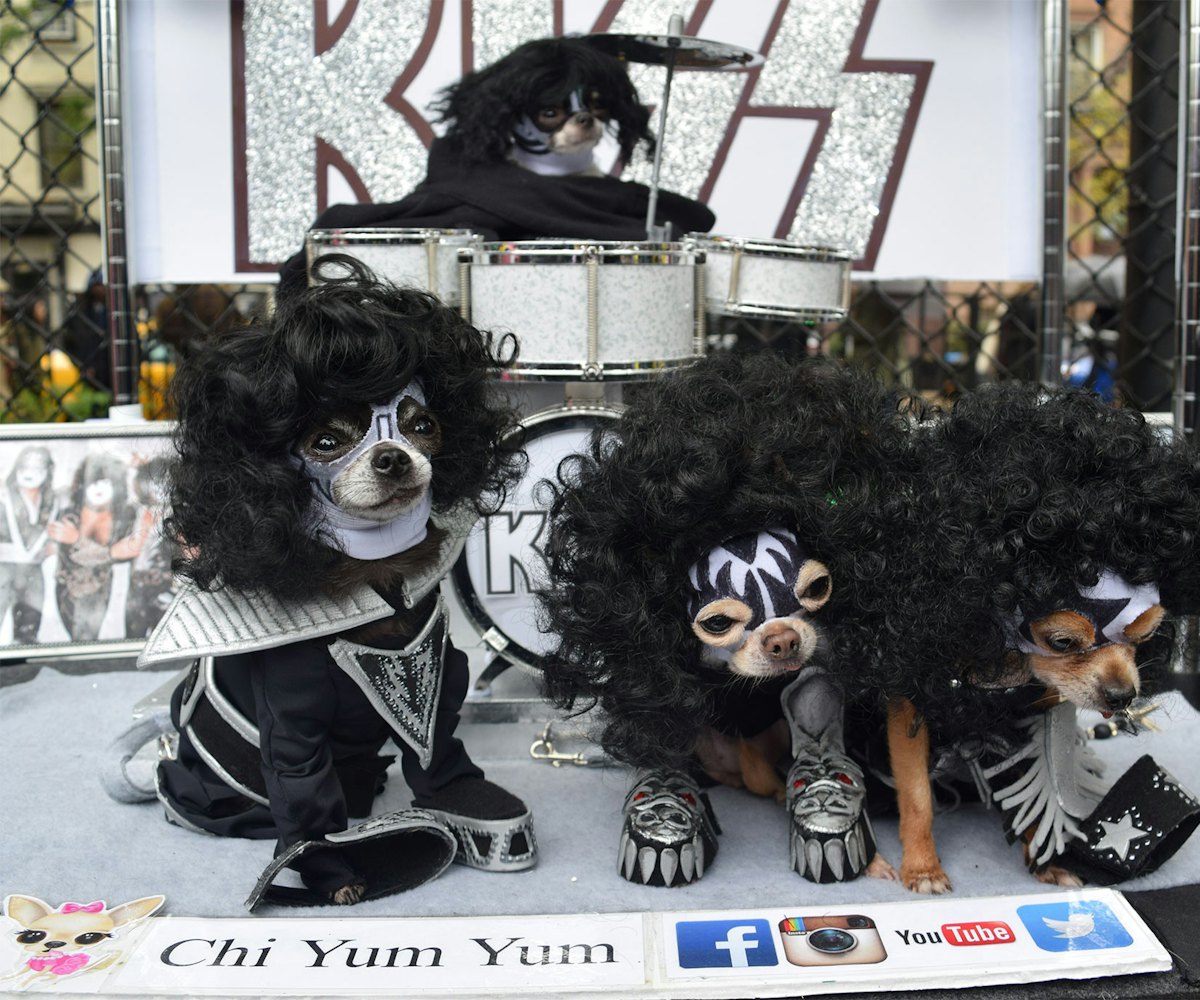 Four small dogs dressed in outfits inspired by the band KISS with small instruments on a stage