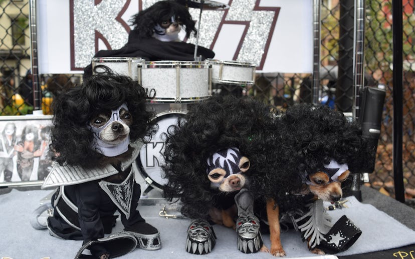 Four small dogs dressed in outfits inspired by the band KISS with small instruments on a stage
