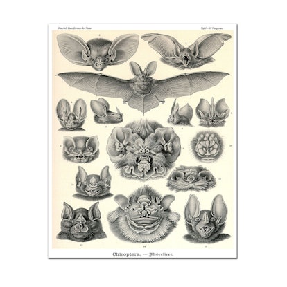 Illustration of the Chiroptera order most similar to bats