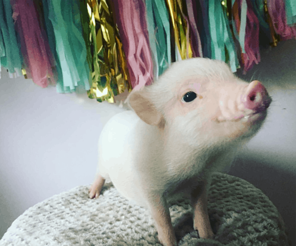 Adorable online teacup piggies