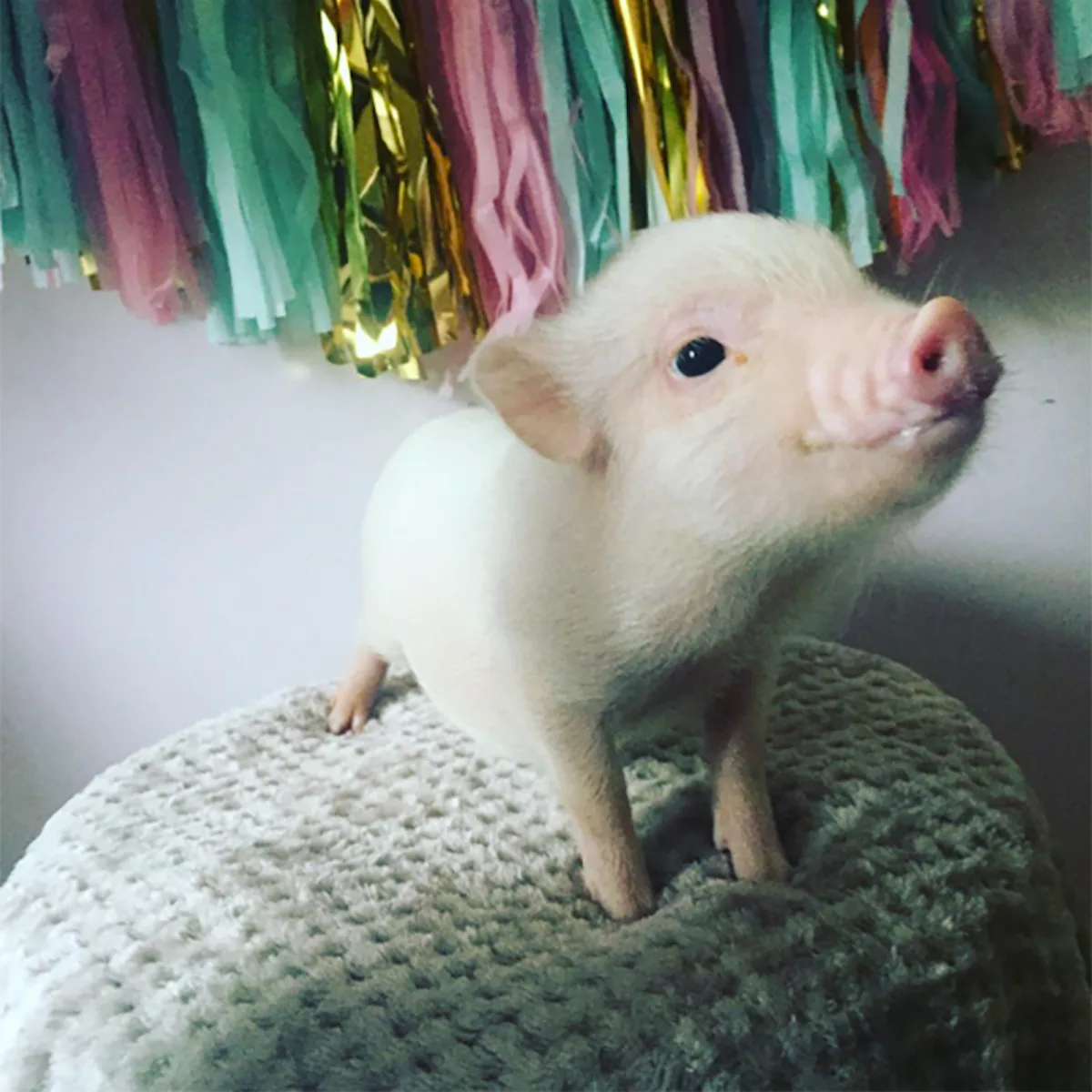 Micro Pigs Newborn Teacup Pigs Mini Pigs Babies At The First Walk Outside Stock