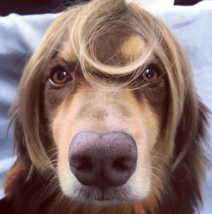 Hound dog wearing a wig that is similar to the short blonde hairstyle of Amanda Seyfried
