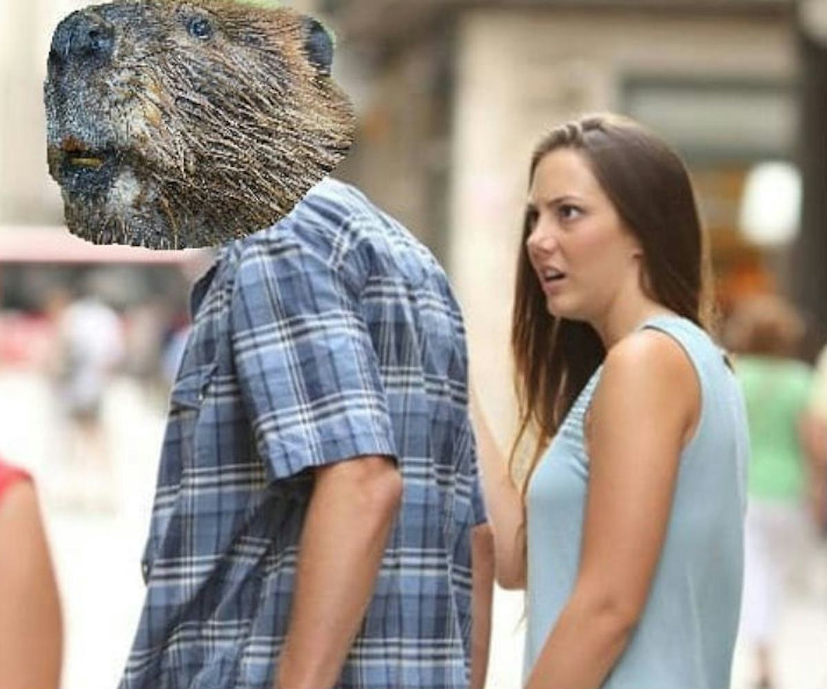 First It Was Moths Now Beavers What Can T We Meme