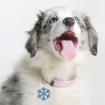 A dog wearing a Brklz, Snowflake brkl