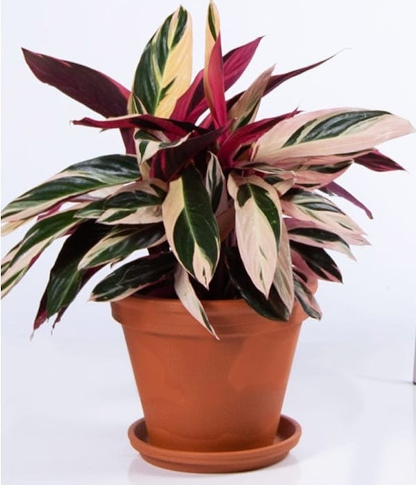 Bloomscape's Stromanthe Triostar house plant in a brown pot 