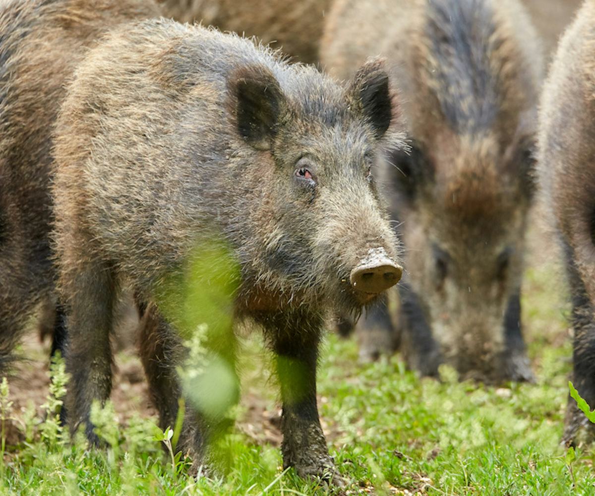 Here s Why 30 50 Feral Hogs Are All Over Twitter Right Now here-s-why-30-50-feral-hogs-are-all-over-twitter-right-now