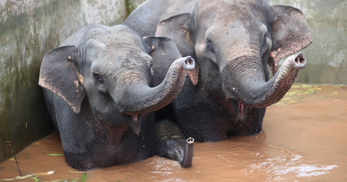 Elephants caring bull wildlife 8 Ethical Animal Sanctuaries You Should Totally Visit