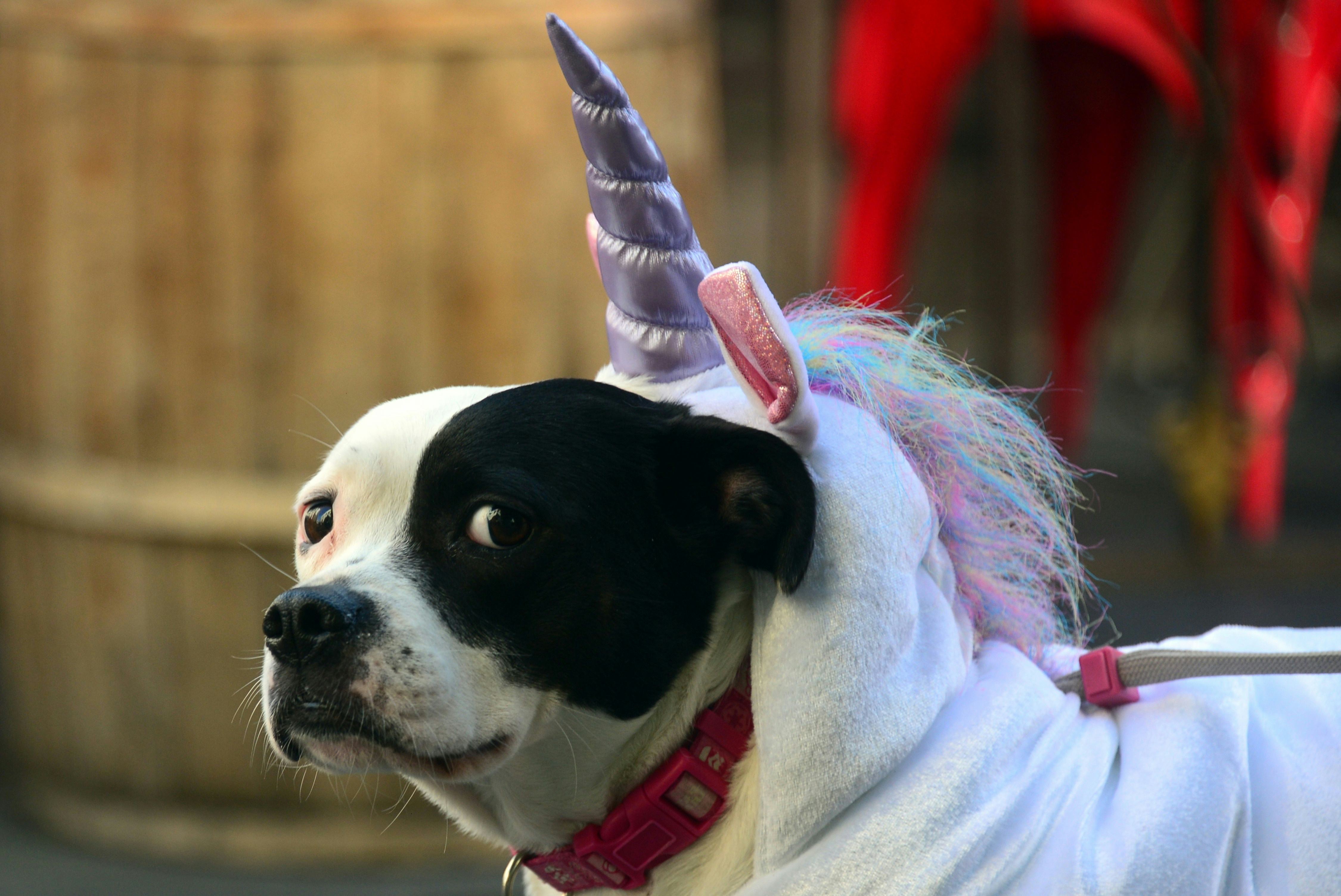 Did Unicorns Exist? New Elasmotherium Sibiricum Fossils Have Been Discovered & They're A Lot