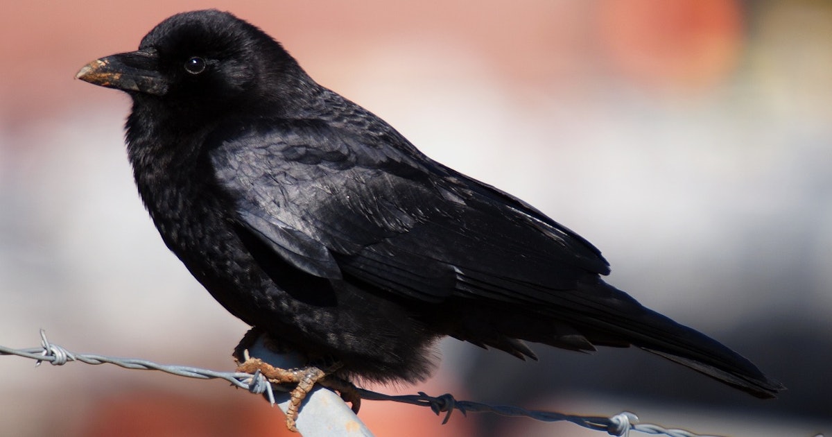 What Does A Tattoo Of A Crow Mean? The History Of The Symbol Is Pretty Mixed