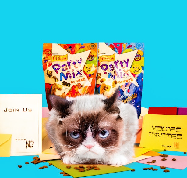 Grumpy Cat On Her New Blog Post Her New Book And What Makes Her Grumpy
