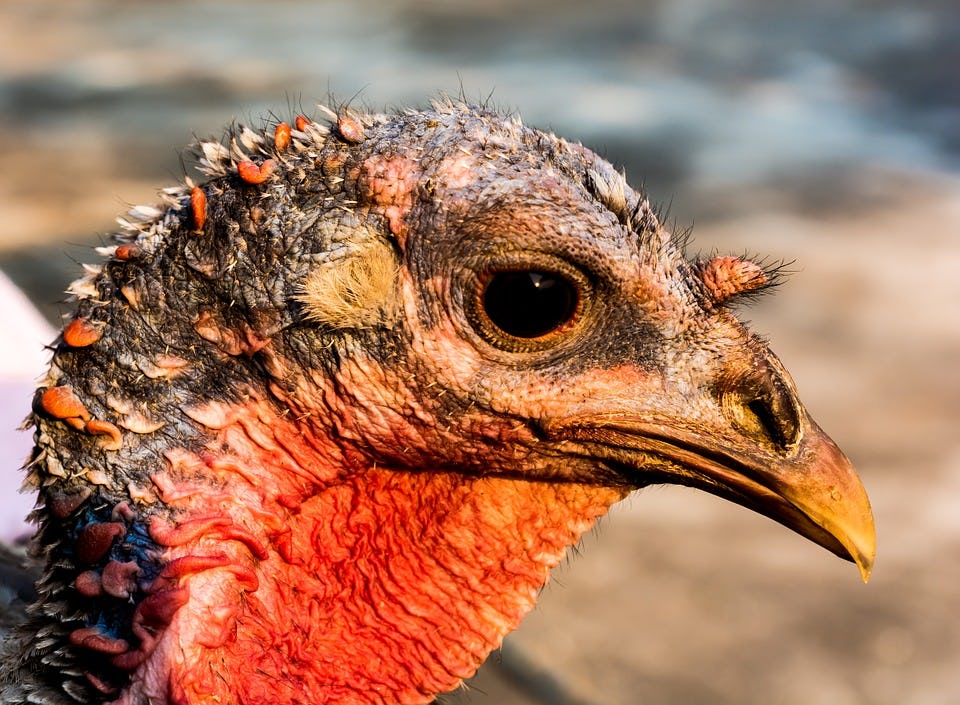 Reasons To Rethink Eating Turkey This Thanksgiving