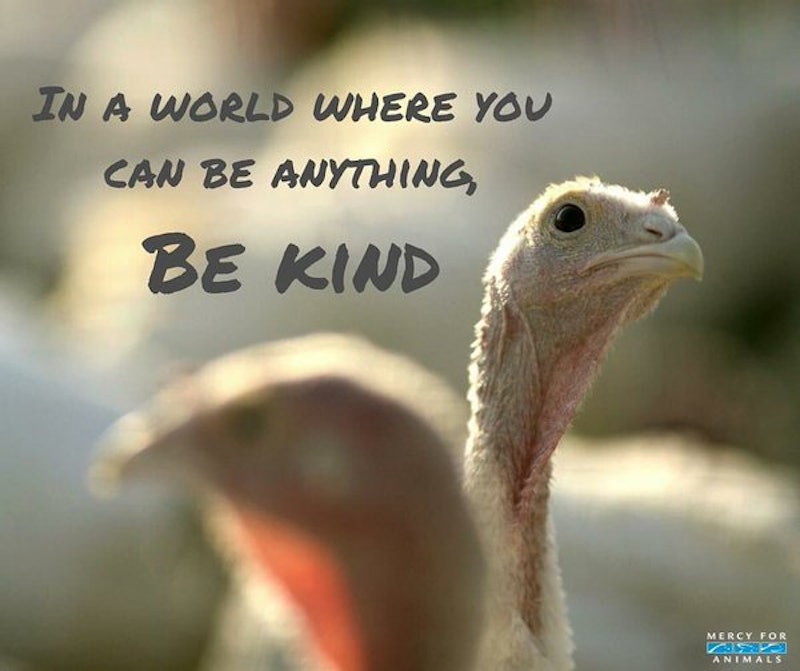 22 Vegan Thanksgiving Memes To Help You Get Through The Holiday