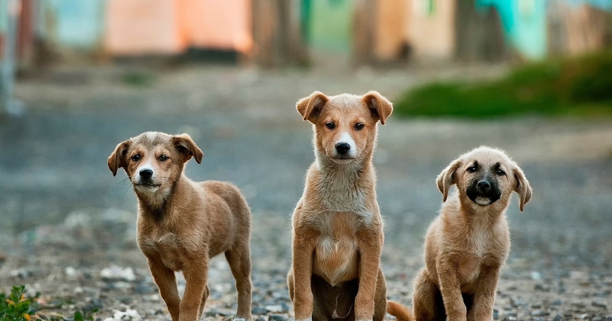 12 Books About Dogs That Won T Make You Cry