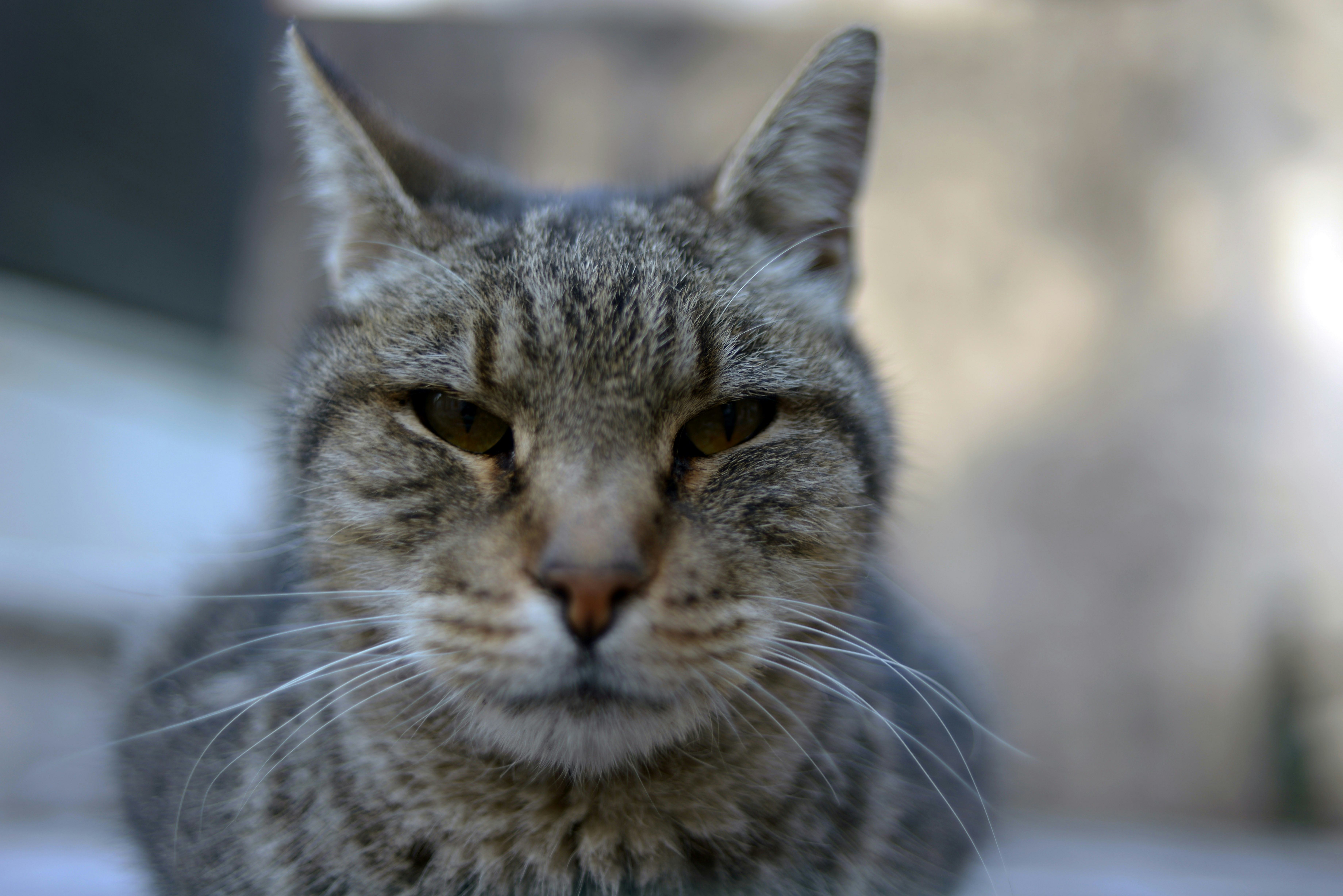 Is Your Cat Trying To Kill You? Probably Not, But It Might Have