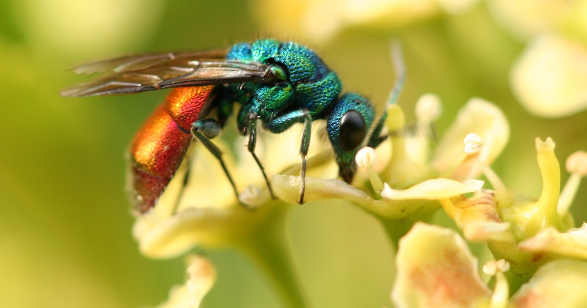 6 Truly Horrifying Insects That Will Seriously Make You Question If You ...