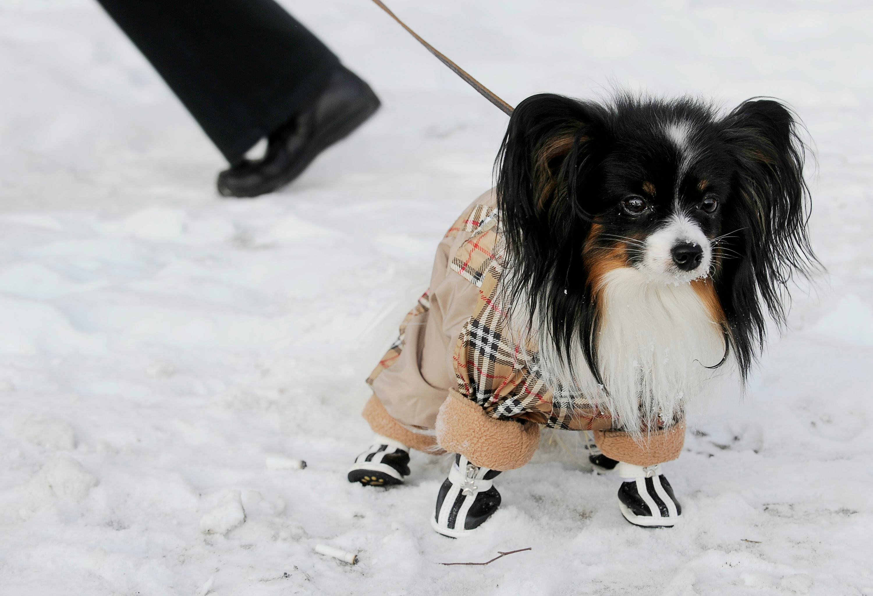 How Dogs Would Wear Pants Might Just Be The Biggest Fight Of 2015