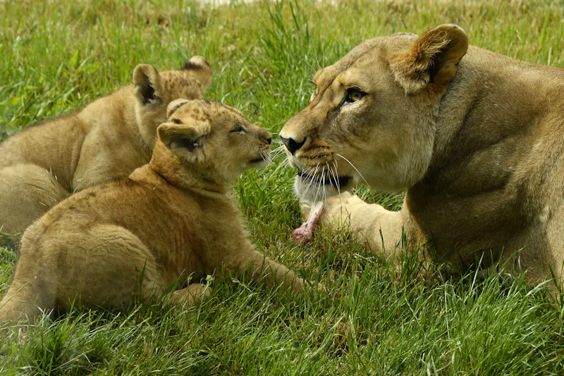 5 Underappreciated Animal Rights Groups You Should Know About, Because ...