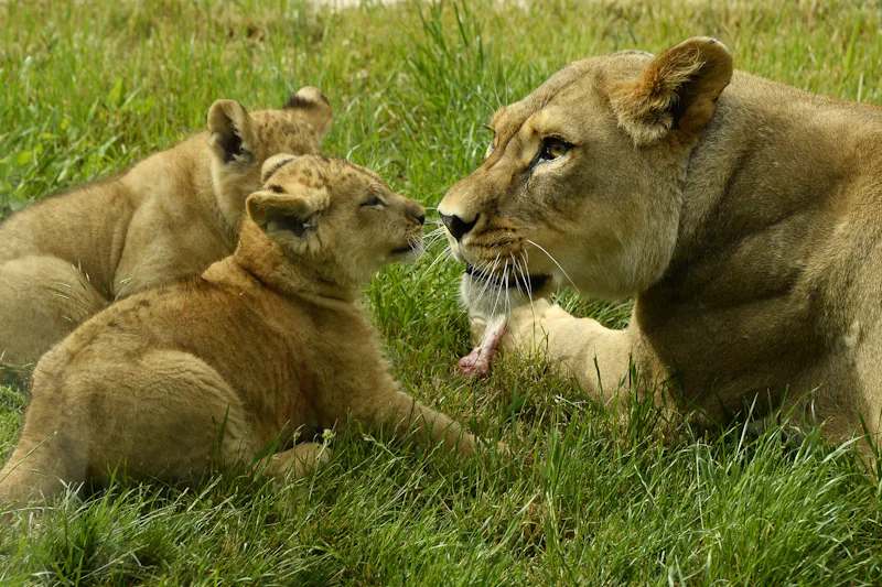 5 Underappreciated Animal Rights Groups You Should Know About, Because ...