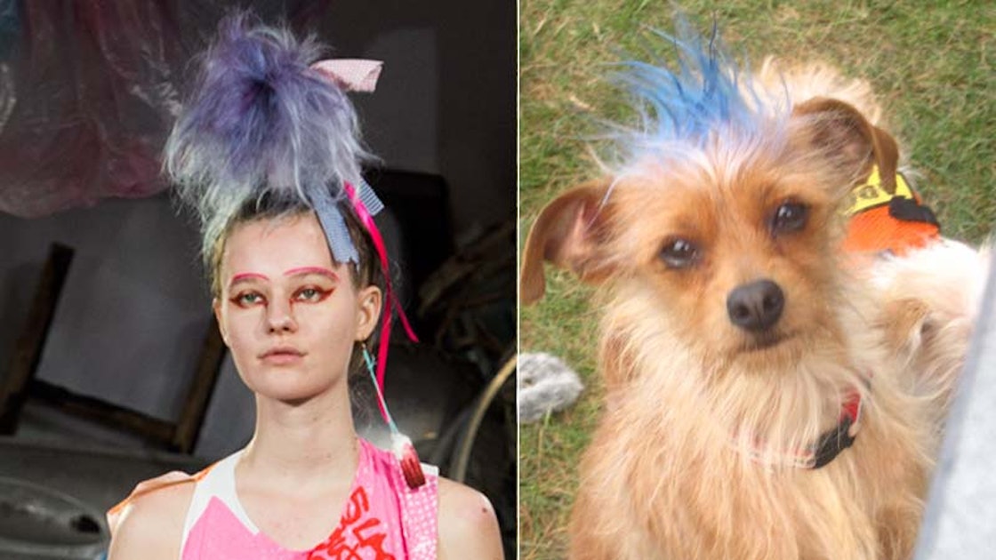7 Dogs Channeling Meadham Kirchhoff S Crazy Hairstyles From