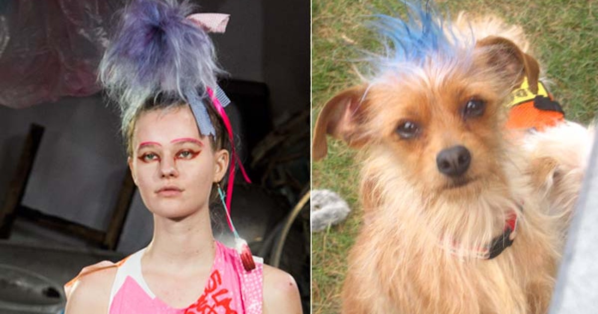 7 Dogs Channeling Meadham Kirchhoff S Crazy Hairstyles From