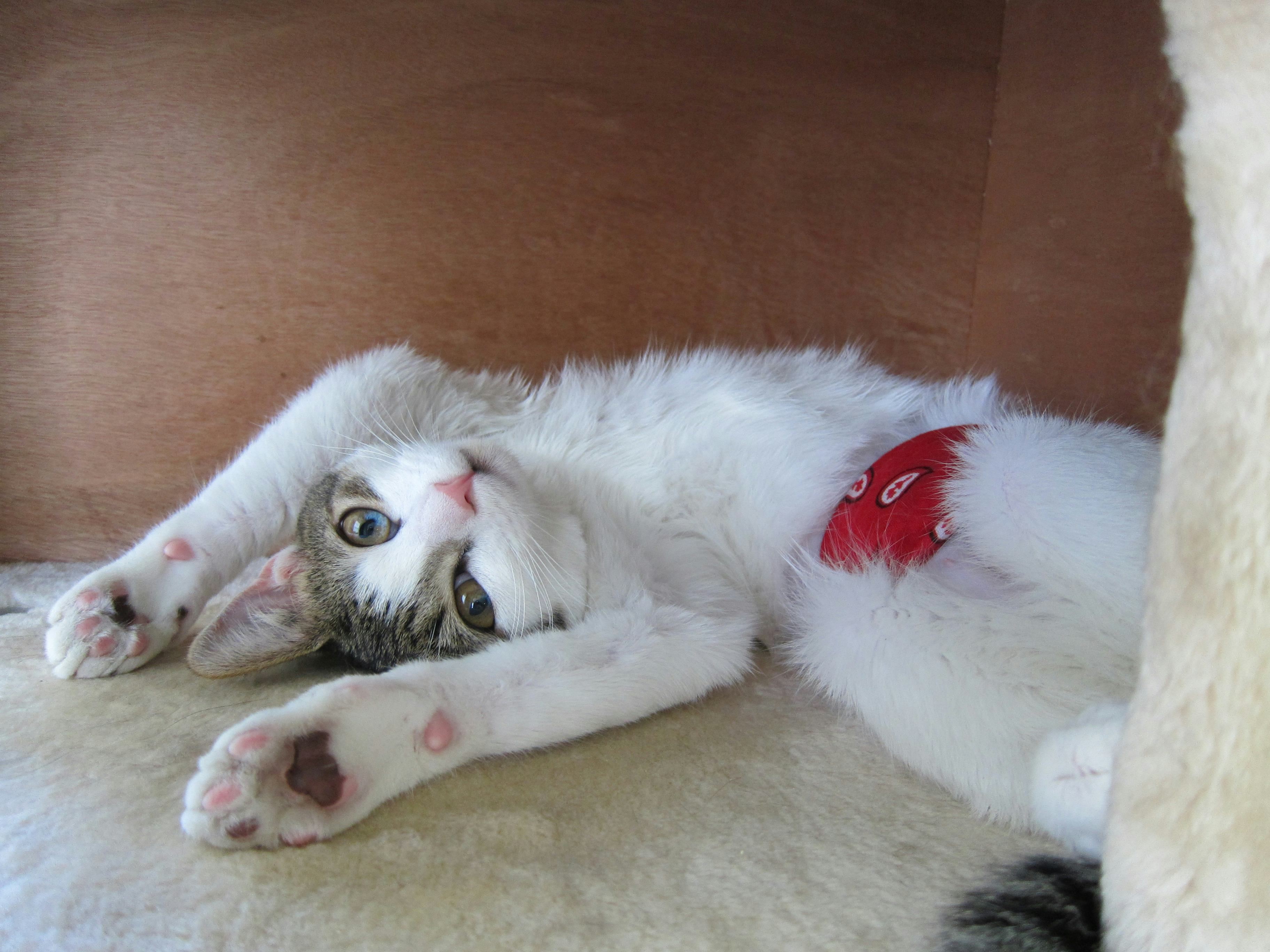 What's Your Cat's Personality? I Made My Furry Buddy Take Poopy Cat's