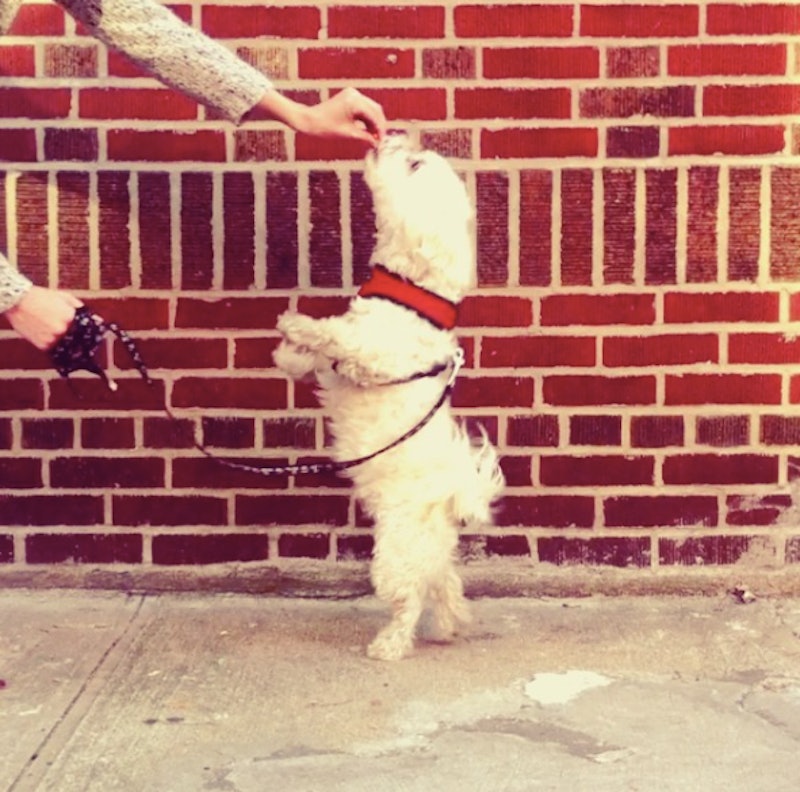 9 Things Only People With Dogs In New York City Know To Be True
