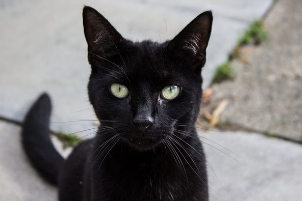 13 Things Only Black Cat Owners Understand