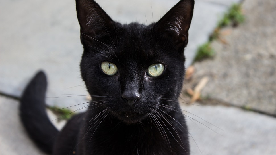 13 Things Only Black Cat Owners Understand 13 Things Only Black Cat Owners Understand