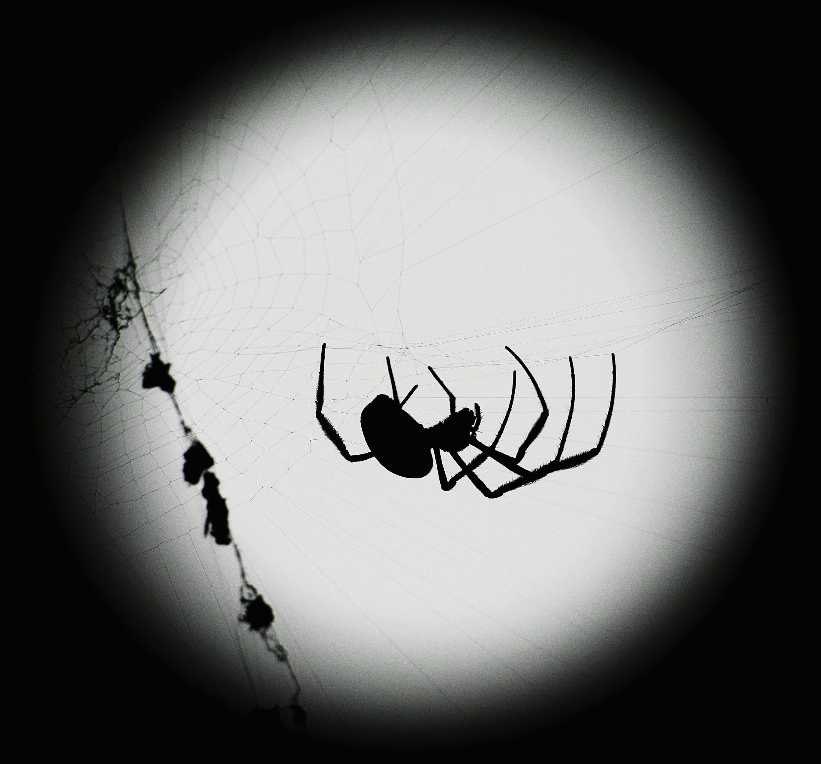 download free dreaming of spiders