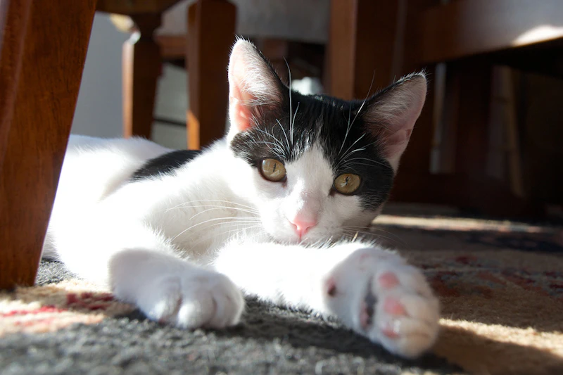 12 Weird Things You Didn T Know About Your Cat