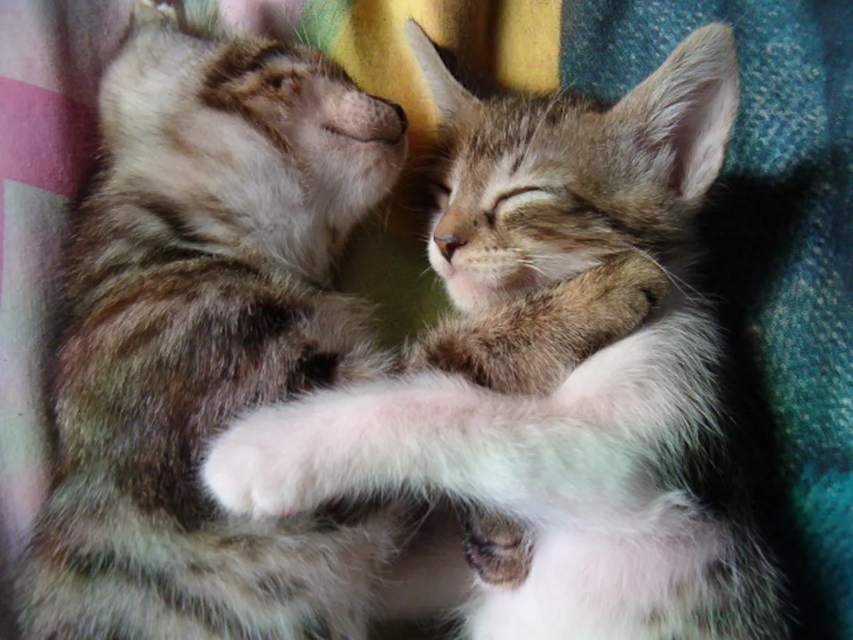 Strangers Cuddle Portland's First