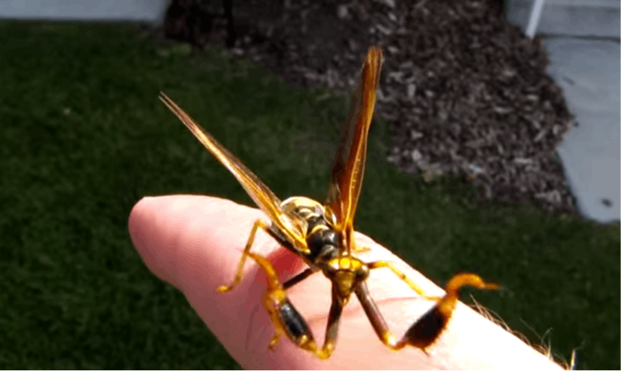 This Wasp Meets Praying Mantis Is Definitely The Most Terrifying Bug   33a4682d 81e0 412e B4e9 72d6dd9b83ff 