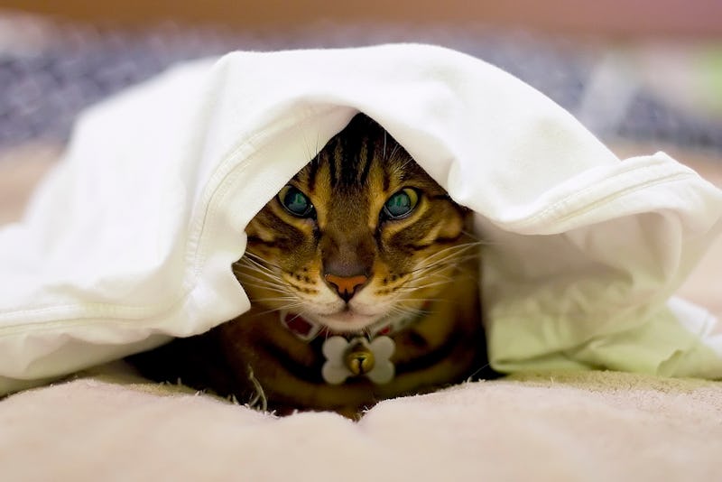 11 Struggles Of Not Being A Cat Person Because Sorry Excuse Me For Existing 11 Struggles Of Not Being A Cat Person Because Sorry Excuse Me For Existing