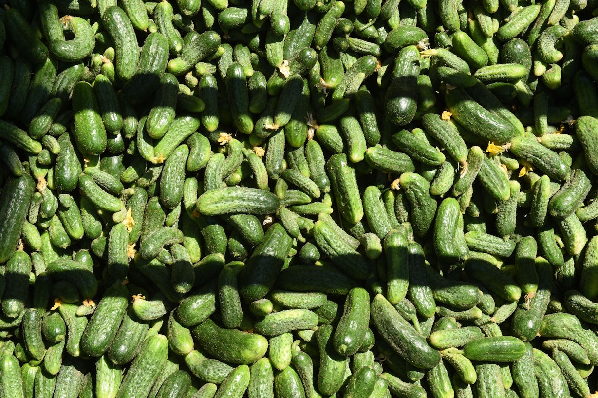 Cucumbers Recalled Amid Salmonella Outbreak, & Here's What You Need To Know