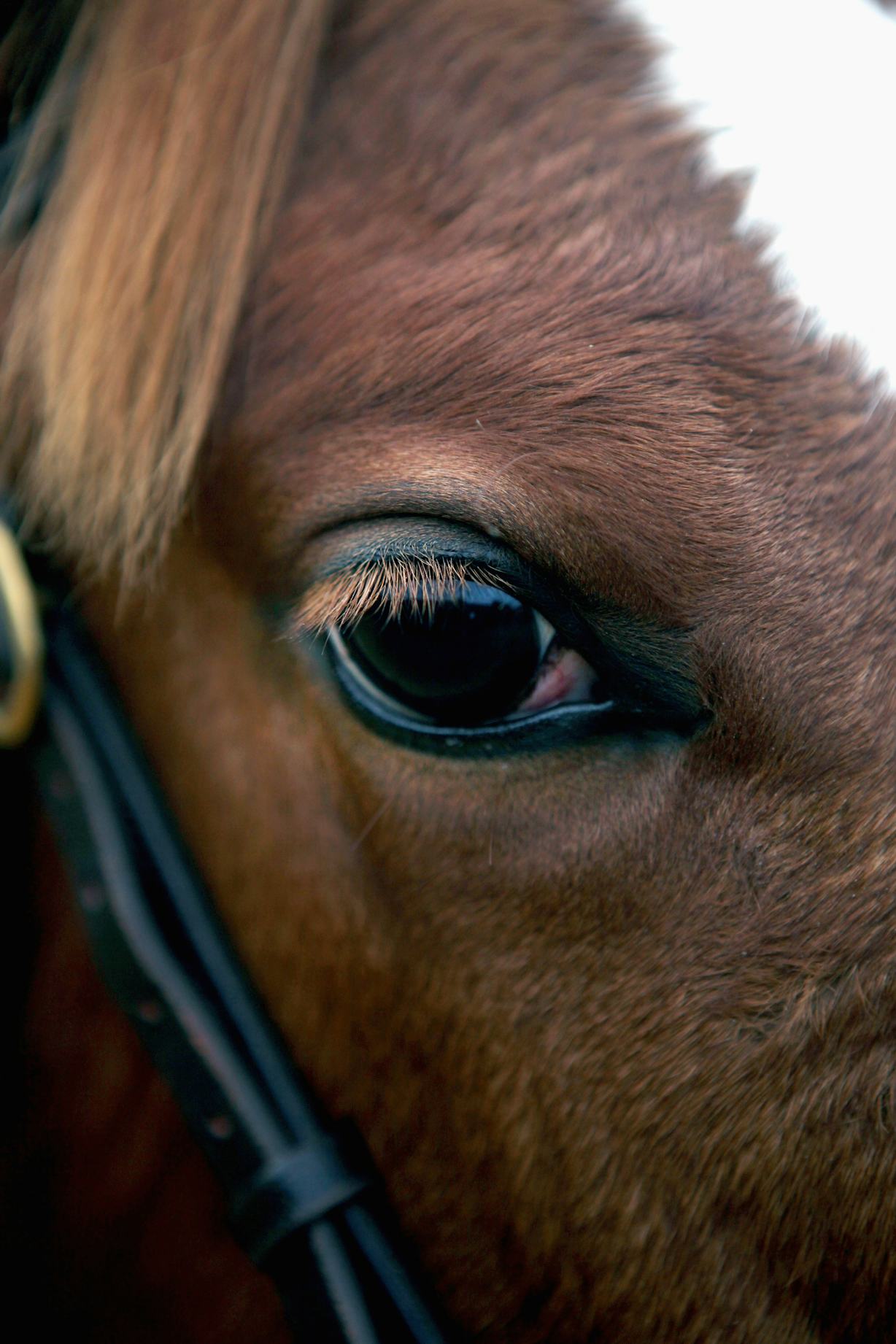 Do Female Horses Ever Win The Kentucky Derby? It's Incredibly Rare To