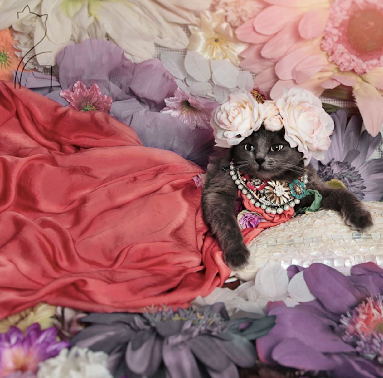 Кошечка в платье. Нарядная кошка. Гламурная кошка. Кошка в платье. Нарядные платья для кошек.