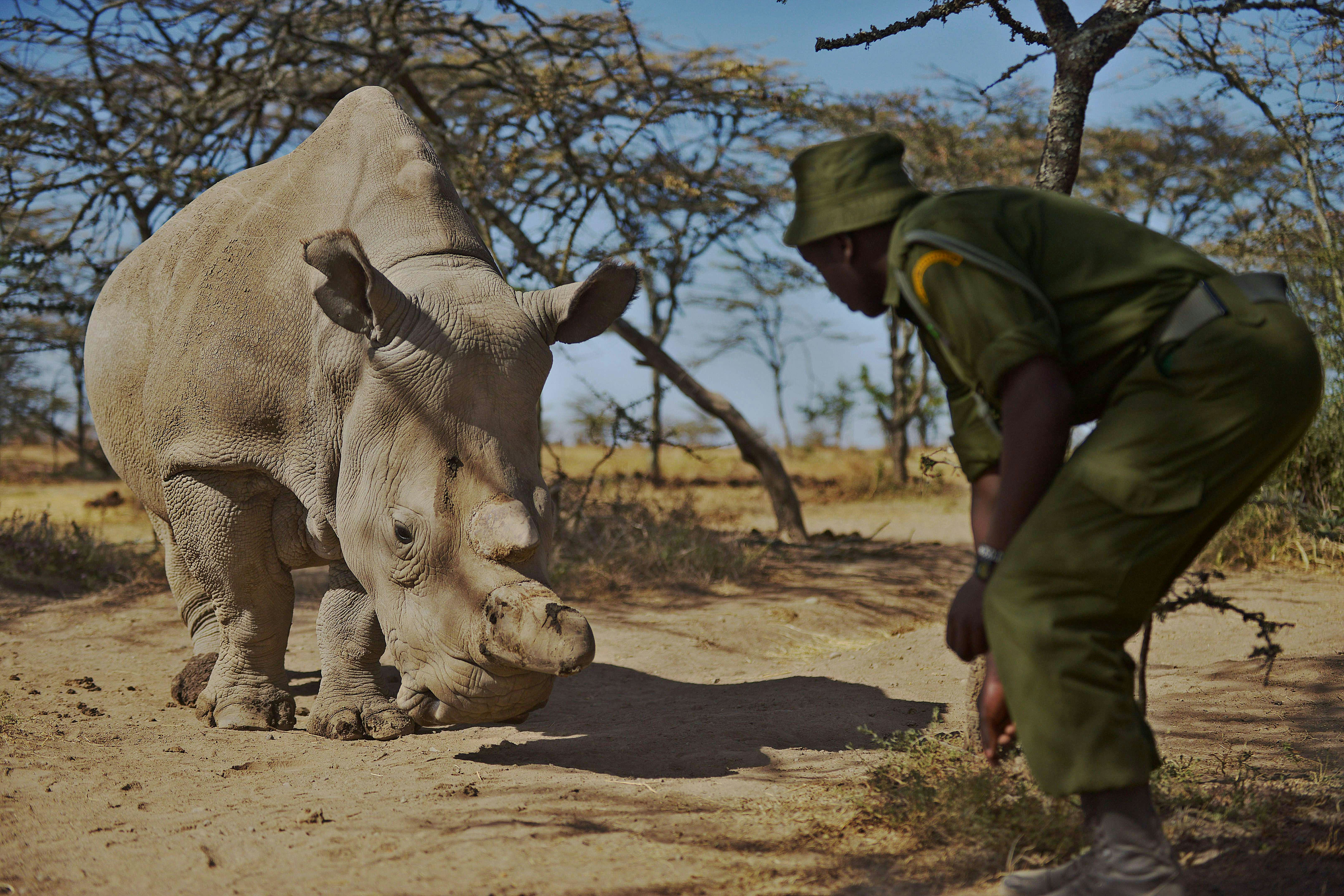 The Last Male Northern White Rhino Is On 24Hour Armed Guard, And It's