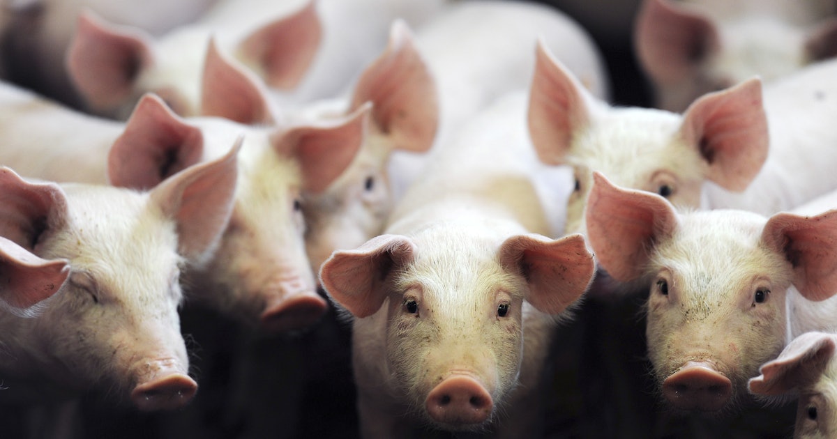 What Does HAM Mean And When Can You Use It All Your Questions About what-does-ham-mean-and-when-can-you-use-it-all-your-questions-about