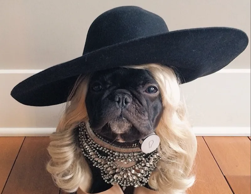 In Honor Of National Puppy Day, Here's 7 Of The Most Fashionable Dogs ...